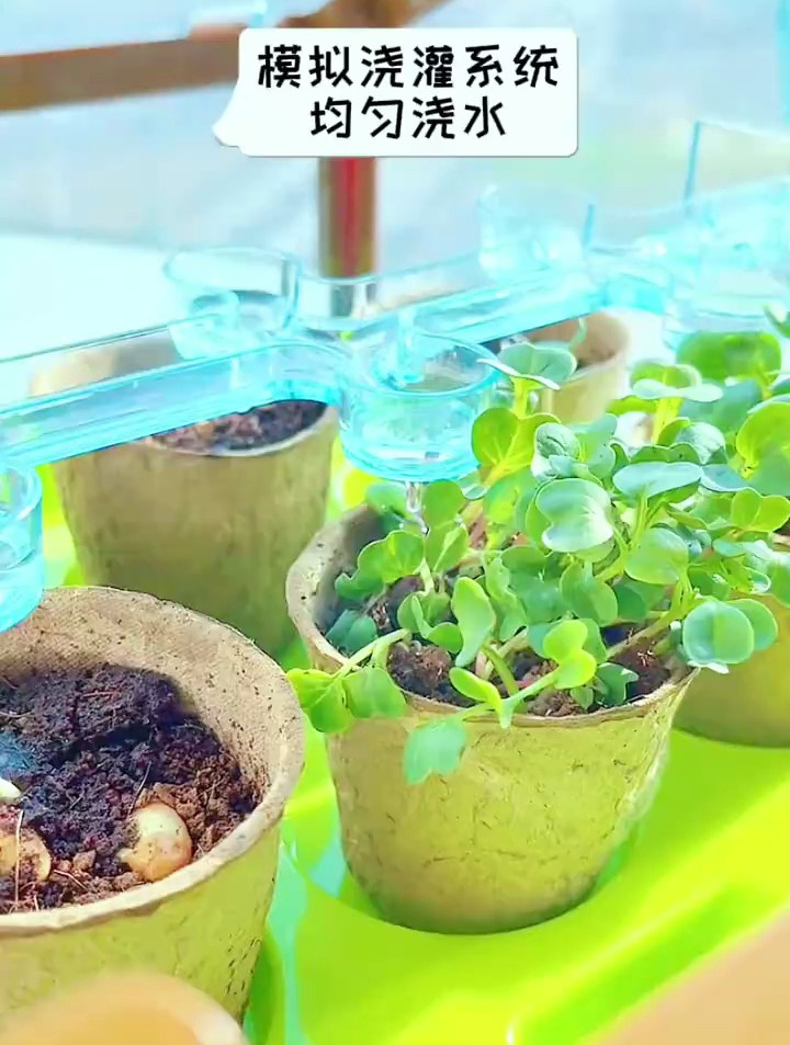 陪孩子一起种菜吧!亲手播种,让孩子近距离观察植物生长过程