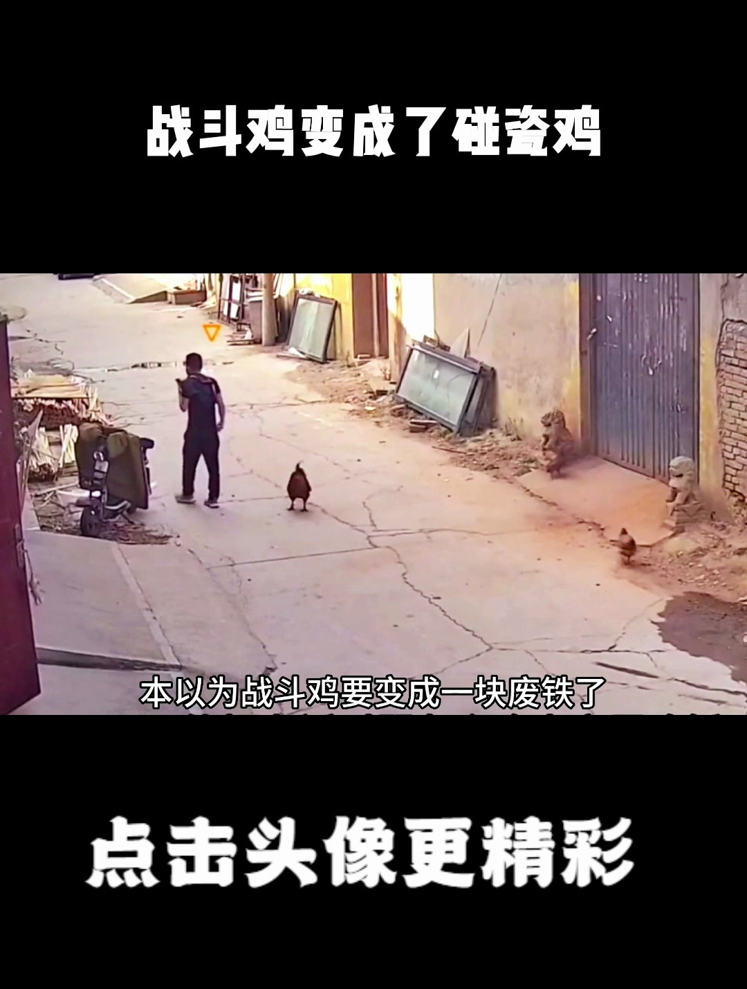 战斗鸡变成了碰瓷鸡,这只公鸡不仅攻击看不惯的路人,还真会演戏
