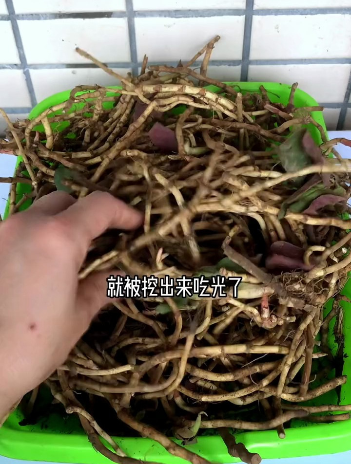 卖我10块钱一斤的鱼腥草,自己在阳台上种植,根本吃不完