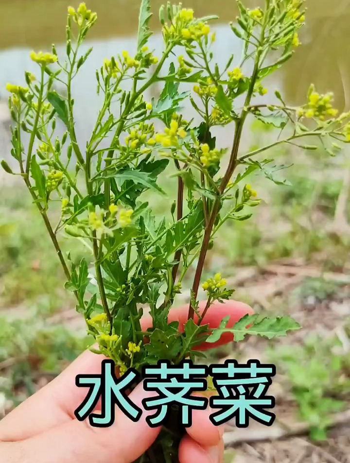水荠菜,这种植物具有很高的食用、药用与经济价值,你家乡有吗