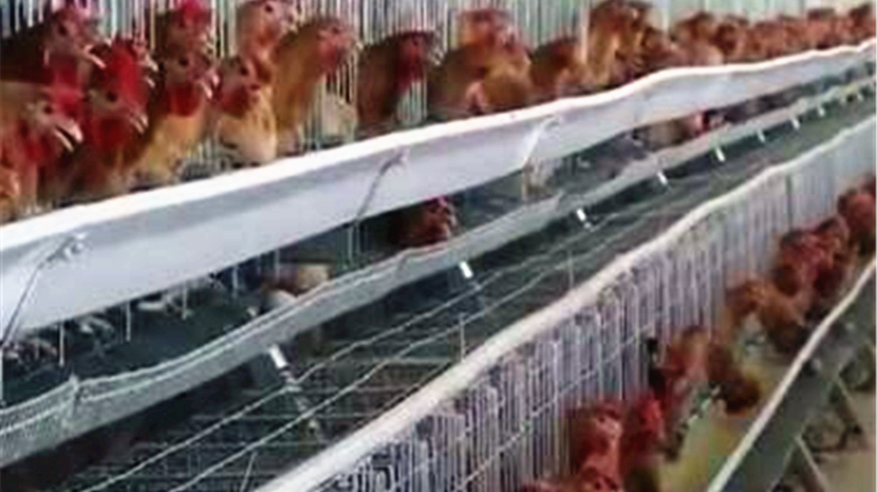 养鸡4:饲养产蛋鸡,养殖环境要舒服,饲料的调配和投喂有讲究!