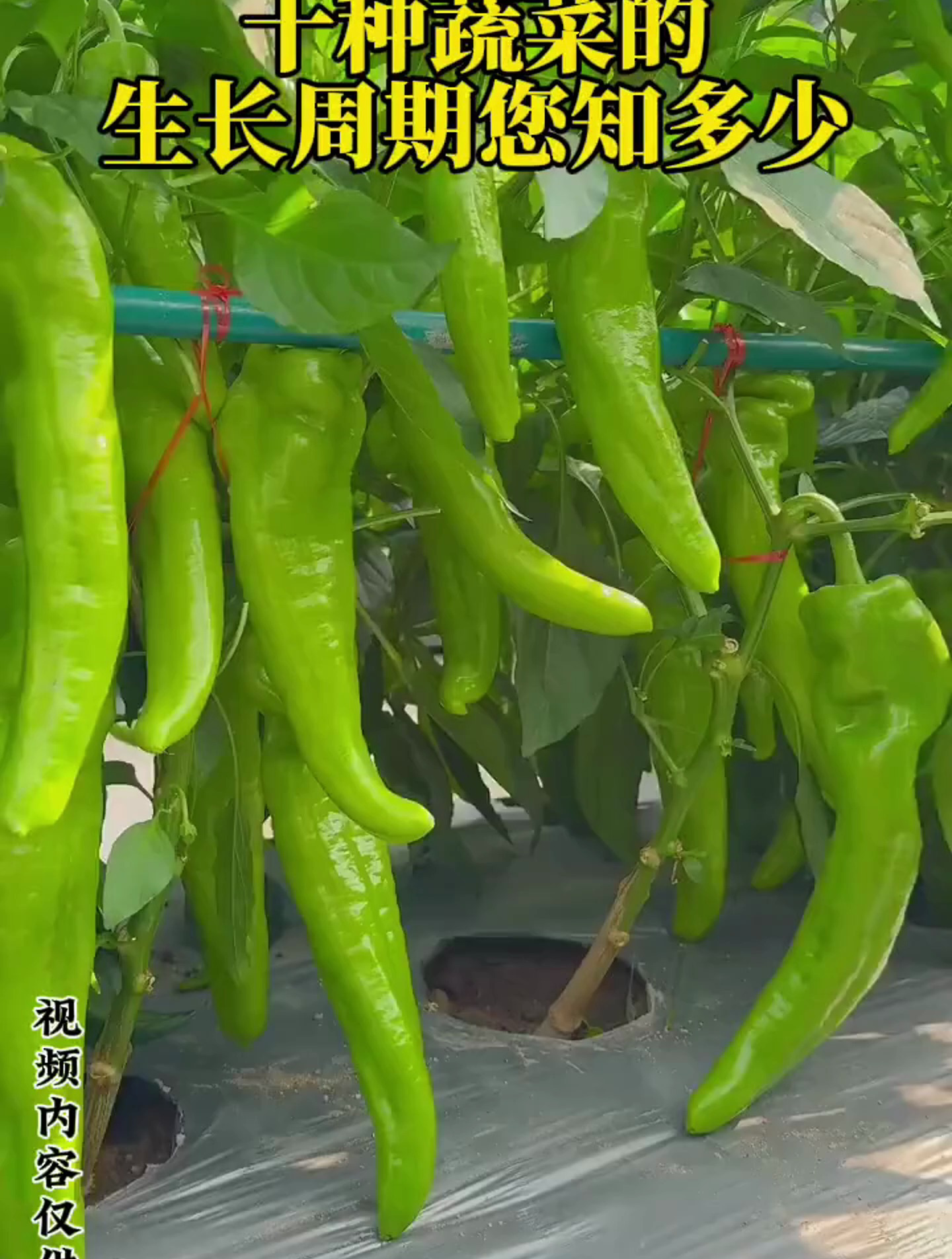 十种蔬菜的生长周期您知多少?