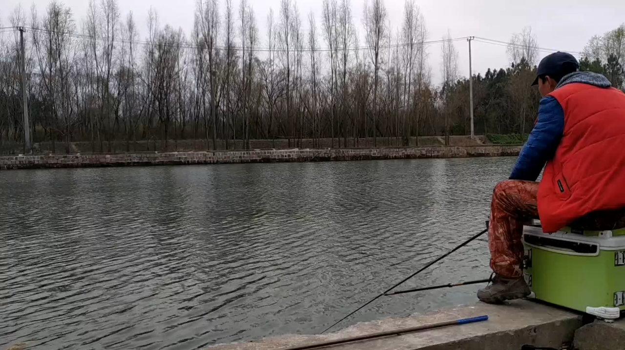 钓鱼人为了钓到大鲫鱼树下作钓,损失两幅大线,钓到斤鲫这下值了