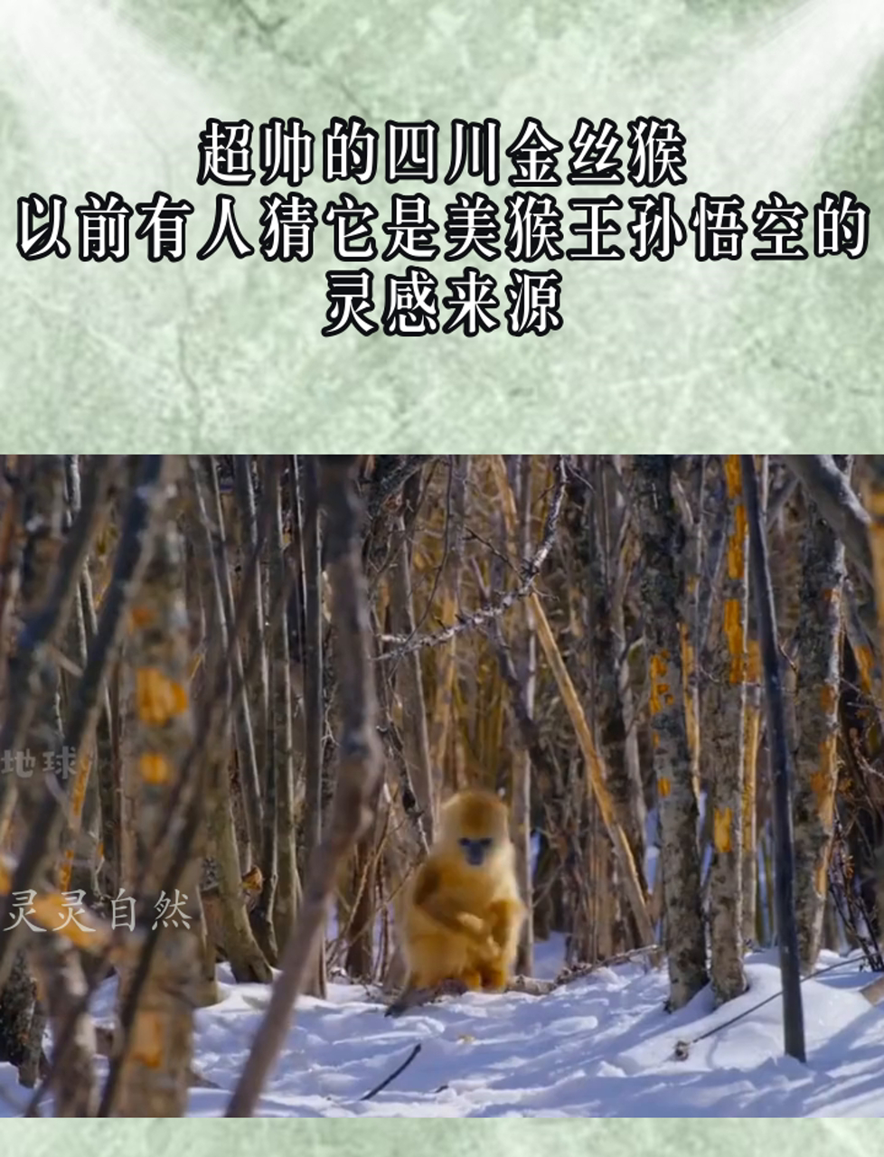 超帅的四川金丝猴,以前有人猜它是美猴王孙悟空的灵感来源