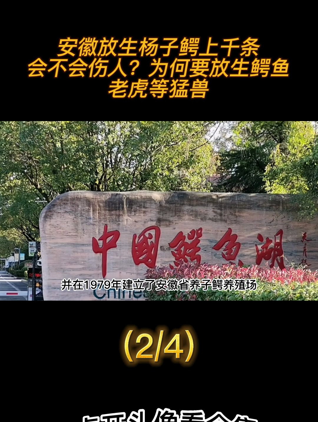 安徽放生杨子鳄上千条,会不会伤人?为何要放生鳄鱼,老虎等猛兽