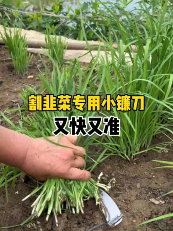 割韭菜专用小镰刀,割菜快准狠,割割杂草也很方便哦!