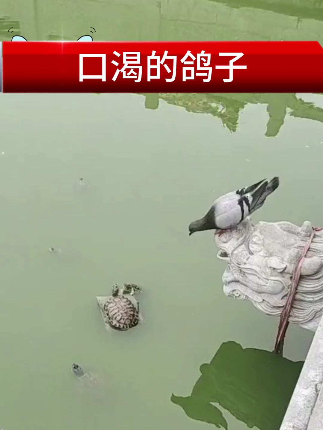 鸽子也太欺负乌龟了,飞到乌龟身上喝水,这是要骑在脖子上拉屎