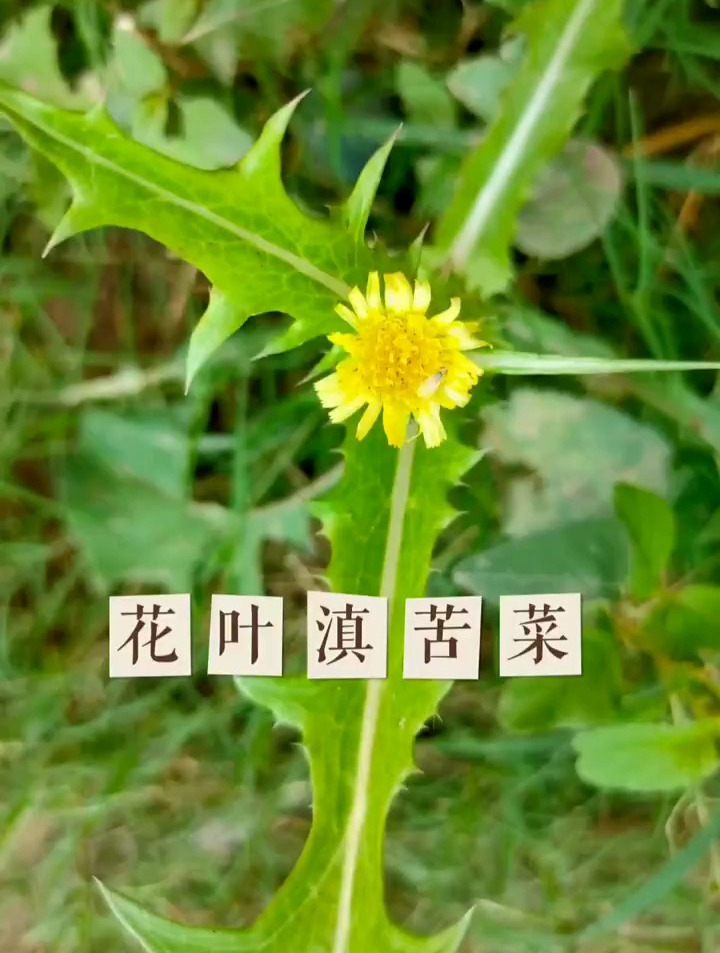 花叶滇苦菜,浑身长满刺的野菜,对青少年帮助大,了解一下