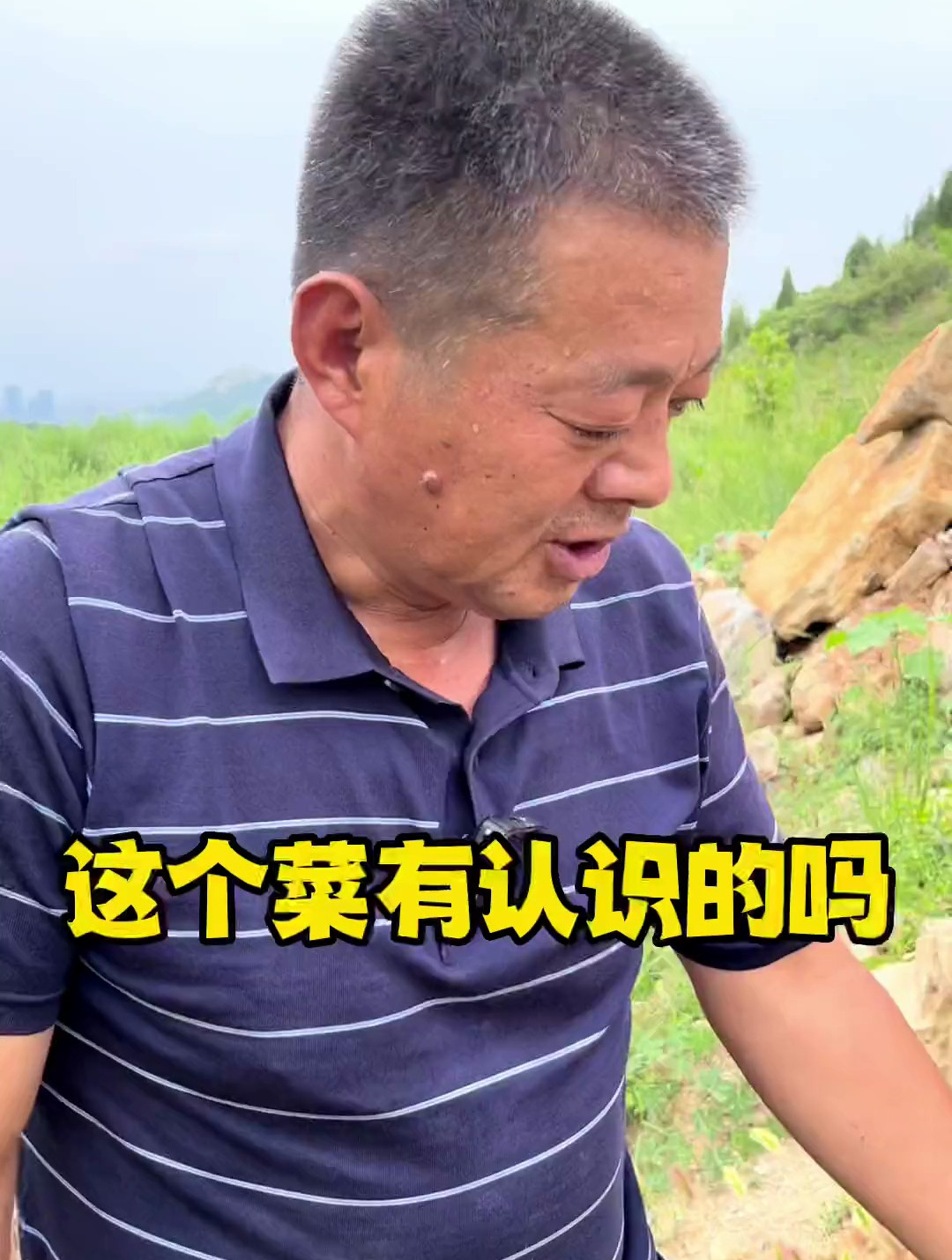 你吃过这种菜吗?它就是蓬蓬菜,又叫猪毛菜,小时候的记忆