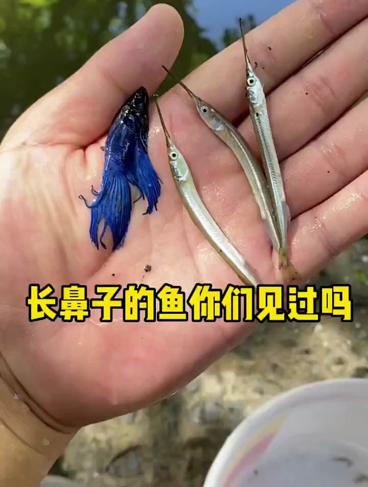 长鼻子的鱼你们见过吗