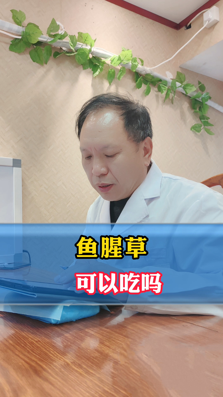 鱼腥草可以吃吗?
