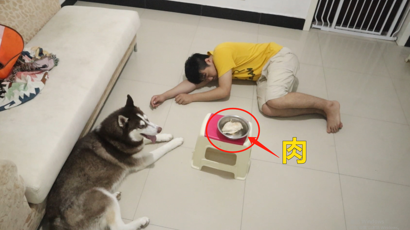 主人在身旁放一块肉,然后假装睡觉,二哈会偷吃吗?