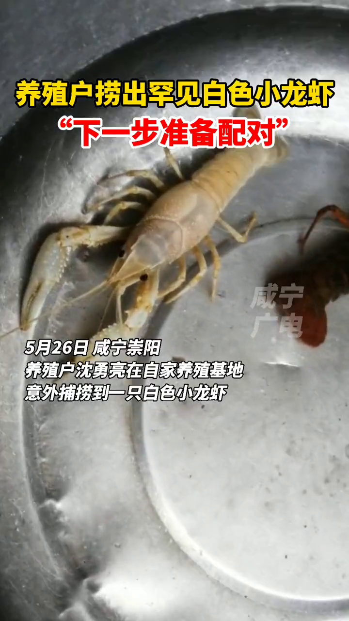 养殖户捞出罕见白色小龙虾 一查概率竟是亿分之一
