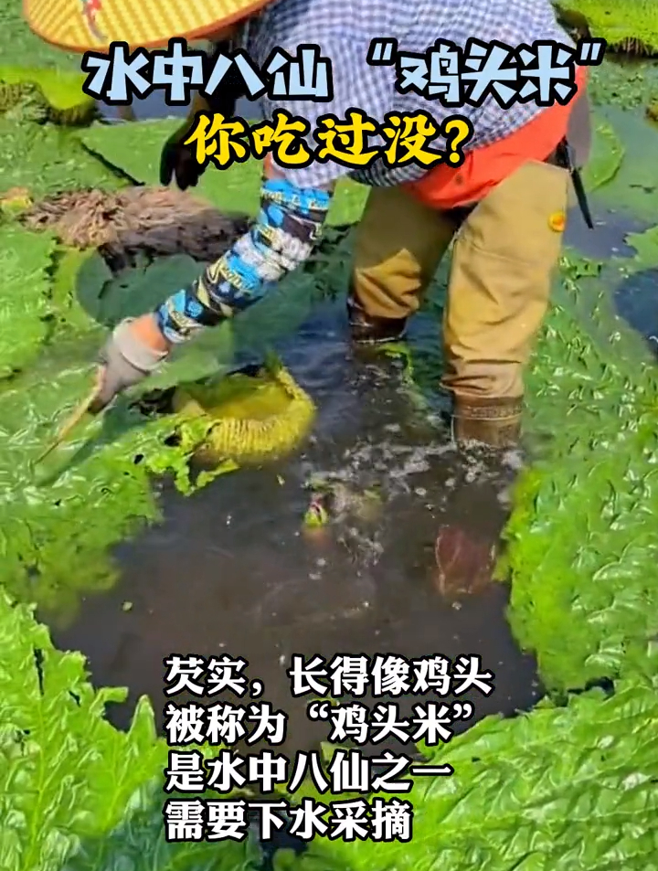 鸡头米是啥,你吃过没?