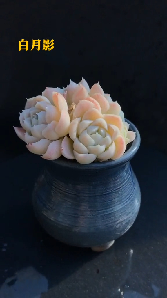 控养多肉植物,白月影