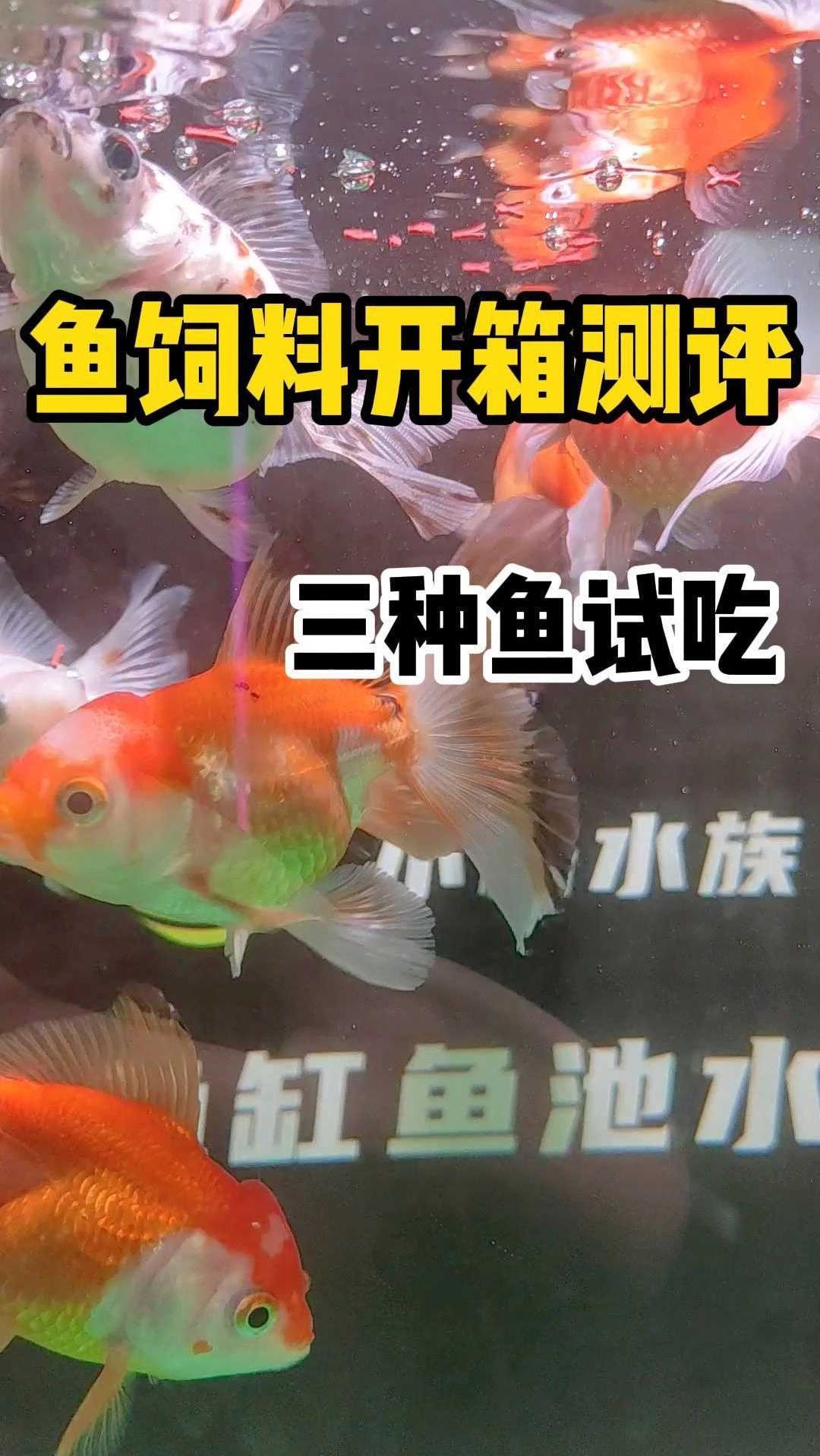 鱼饲料开箱测评分享