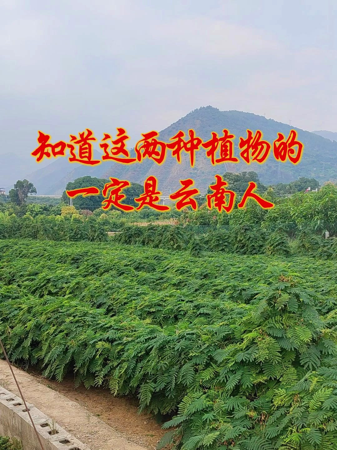 鱼腥草见了它都要叫大哥!云南特有蔬菜
