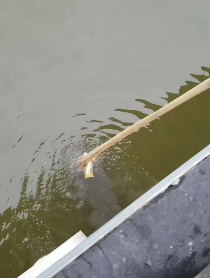 这么大的网,就捕了两条鱼,小哥高兴的合不拢嘴