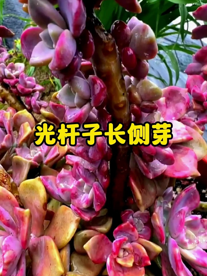 光杆子多肉爆芽爆崽!