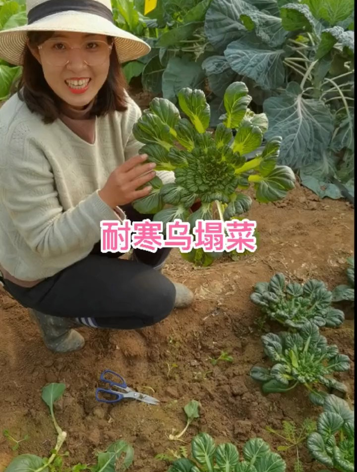 好看好吃又好种的乌塌菜,现在种一整个冬天都有新鲜蔬菜吃了
