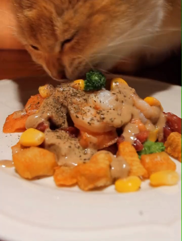 米其林猫饭之宠物版凯撒沙拉