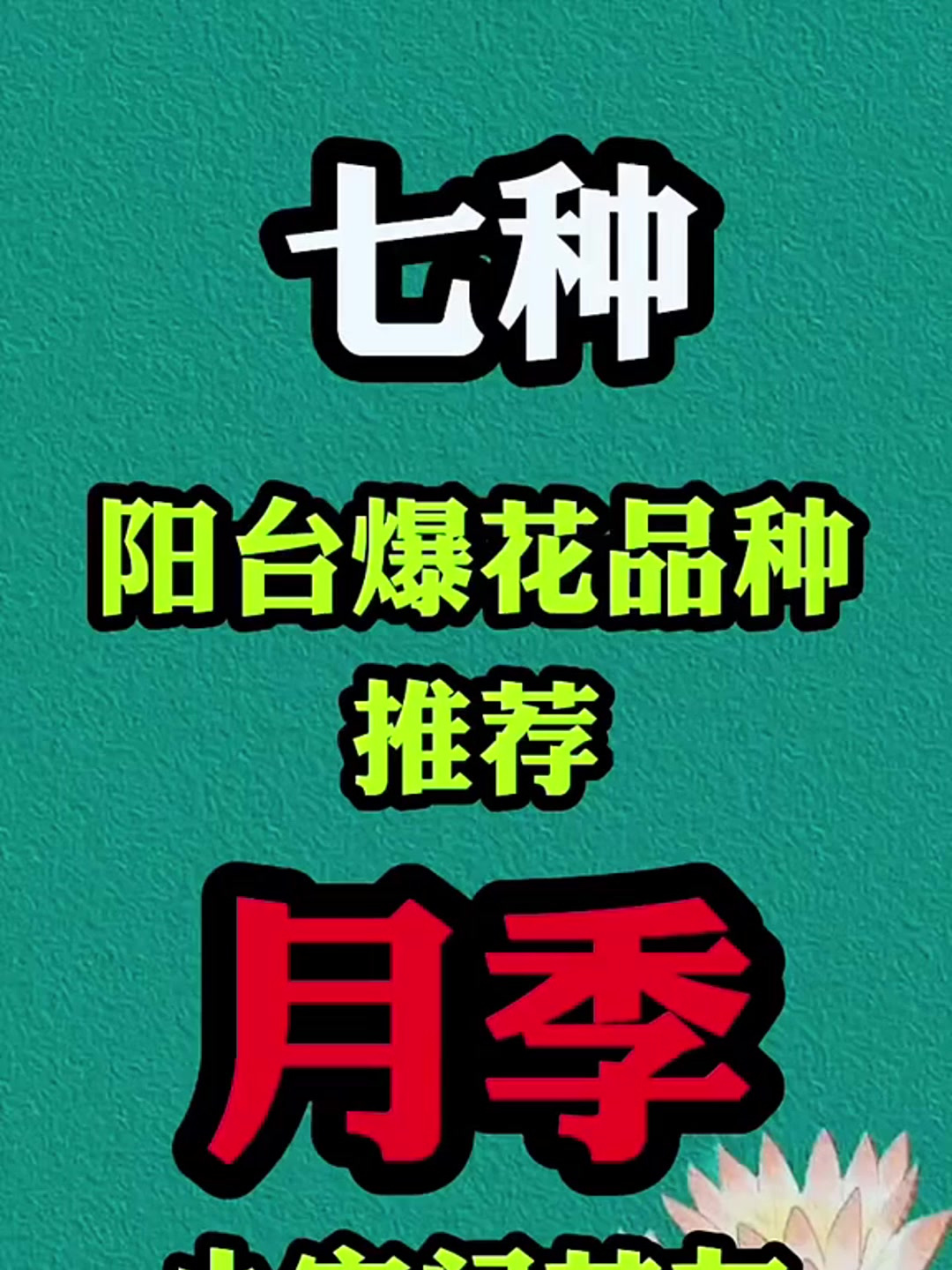 7种阳台爆花品种推荐月季