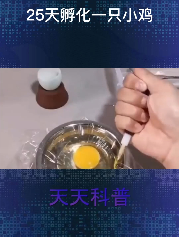 25天孵化小鸡全过程