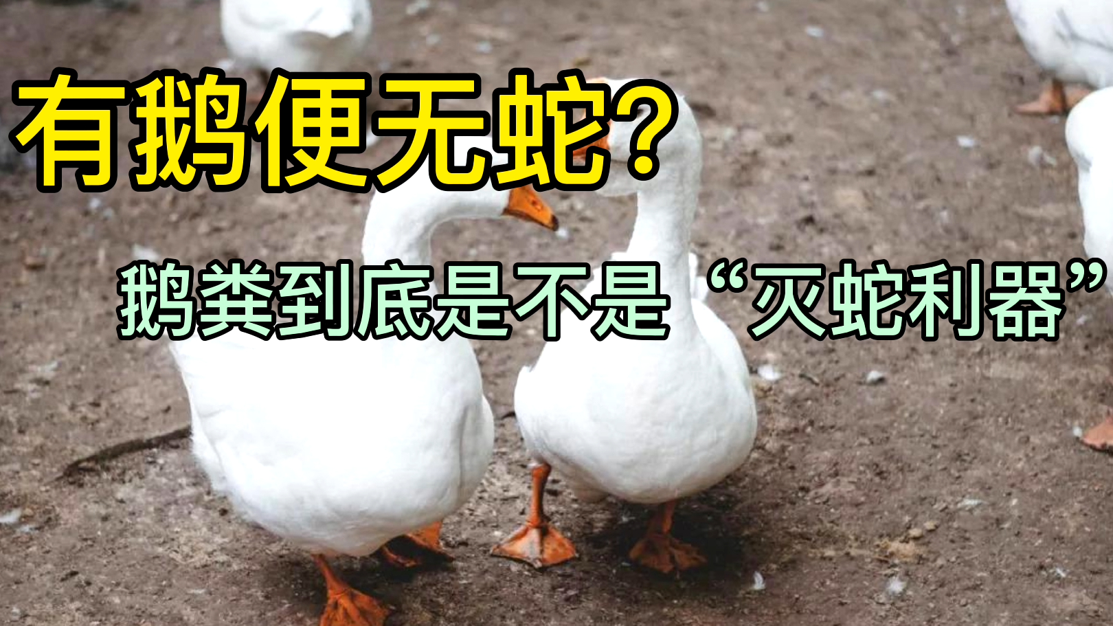 有鹅的地方无蛇?鹅粪是不是灭蛇利器?鹅:其实俺背后有人