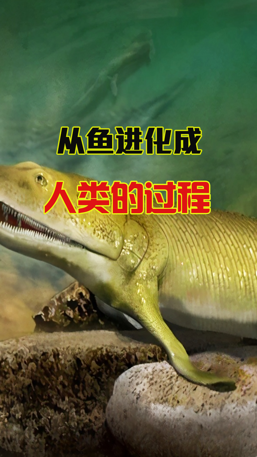 你敢相信吗?人类是鱼进化而来的,老祖先的进化过程相当震撼