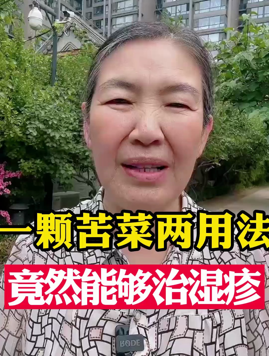 一颗苦菜两用法,竟然能缓解湿疹!