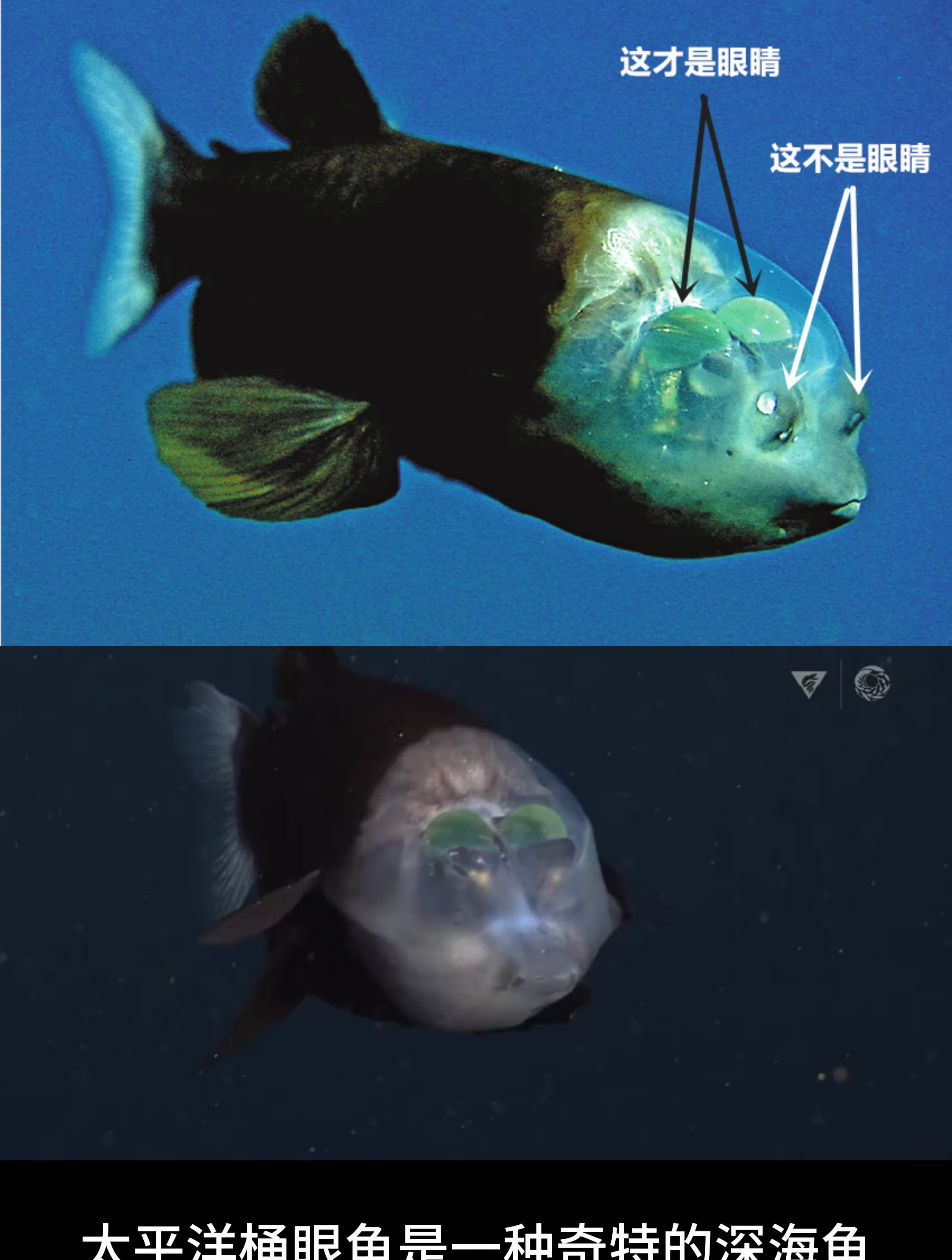 长着透明脑袋,奇怪眼睛的桶眼鱼