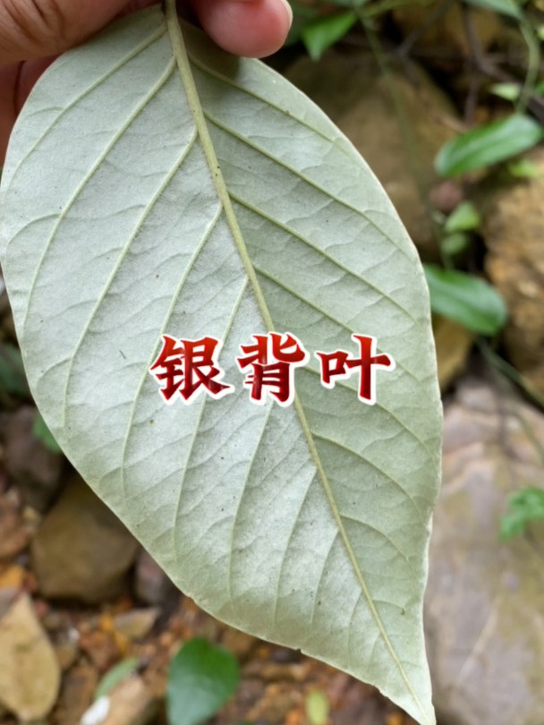 银背叶也叫白鹤藤,它有什么用处呢?
