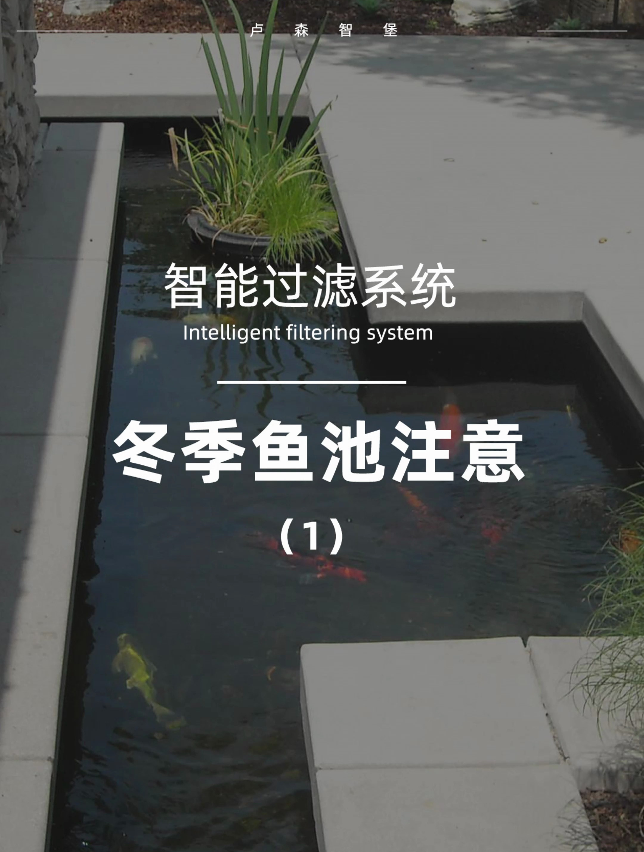 记住这两点,鱼池冬天也不用担心锦鲤嘎掉了