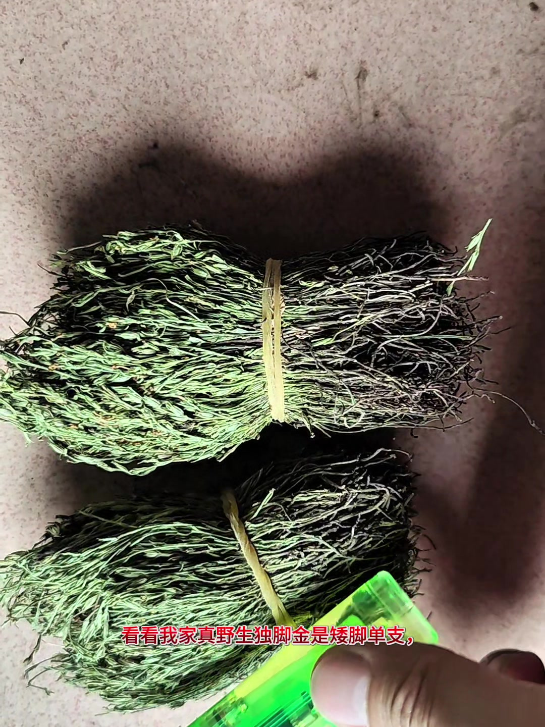 独脚金草药图片独脚金长什么样子,这视频告诉你种植跟野生的区别