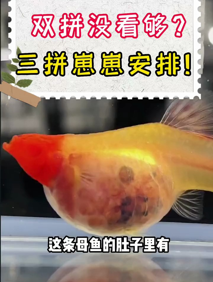 一窝三种颜色,你见过吗?孔雀鱼_ 养鱼日记_ 孔雀鱼生产