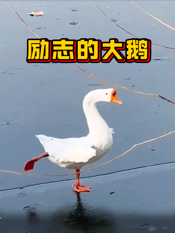 史上最励志的大鹅,一心想变成天鹅