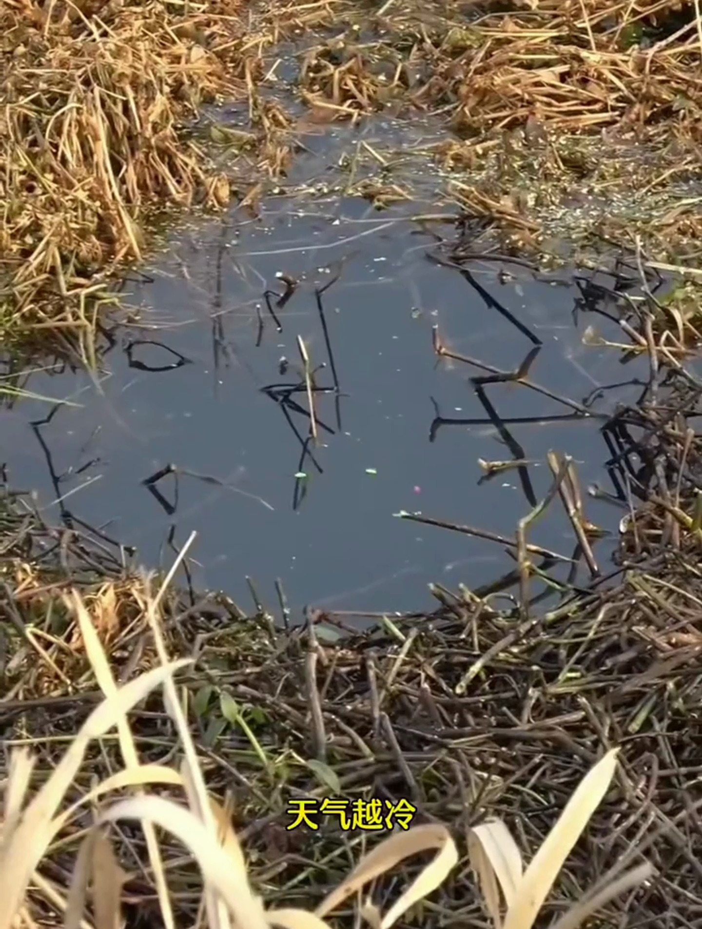 天气越冷发窝越快的虾肉酒米窝料,打窝精准聚鱼更集中!