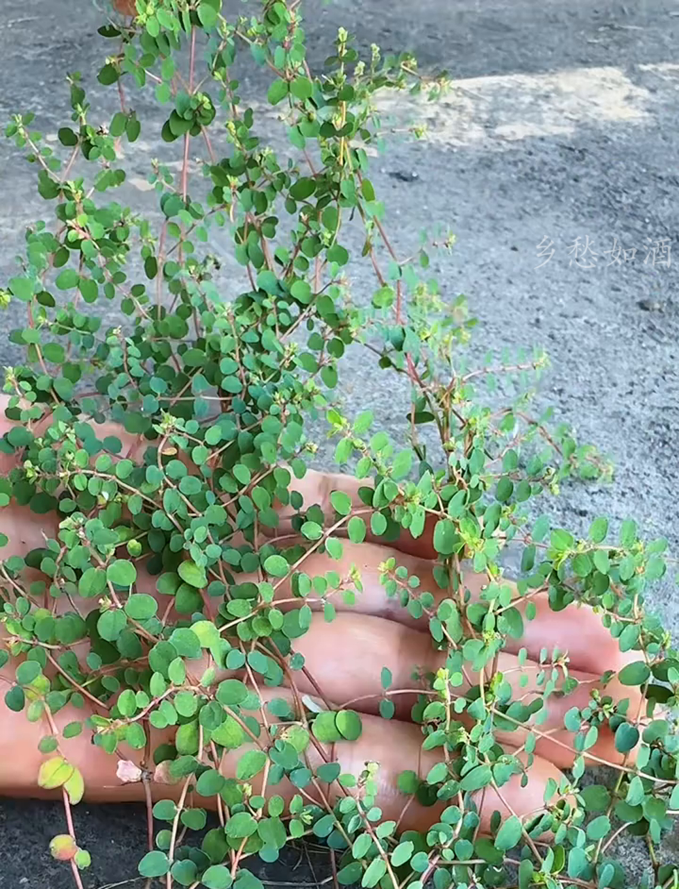 地锦草,别称铁线草、奶浆草,村里人挖来晒干用