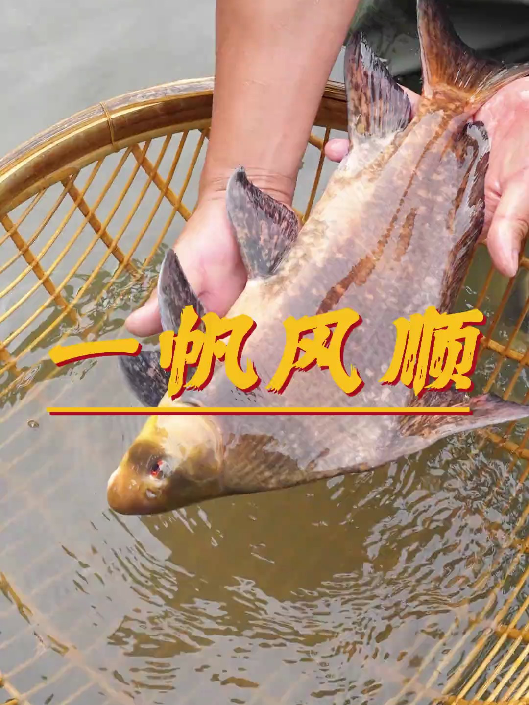 在野外遇见这种很漂亮的鱼,千万不能抓,一帆风顺美人鱼