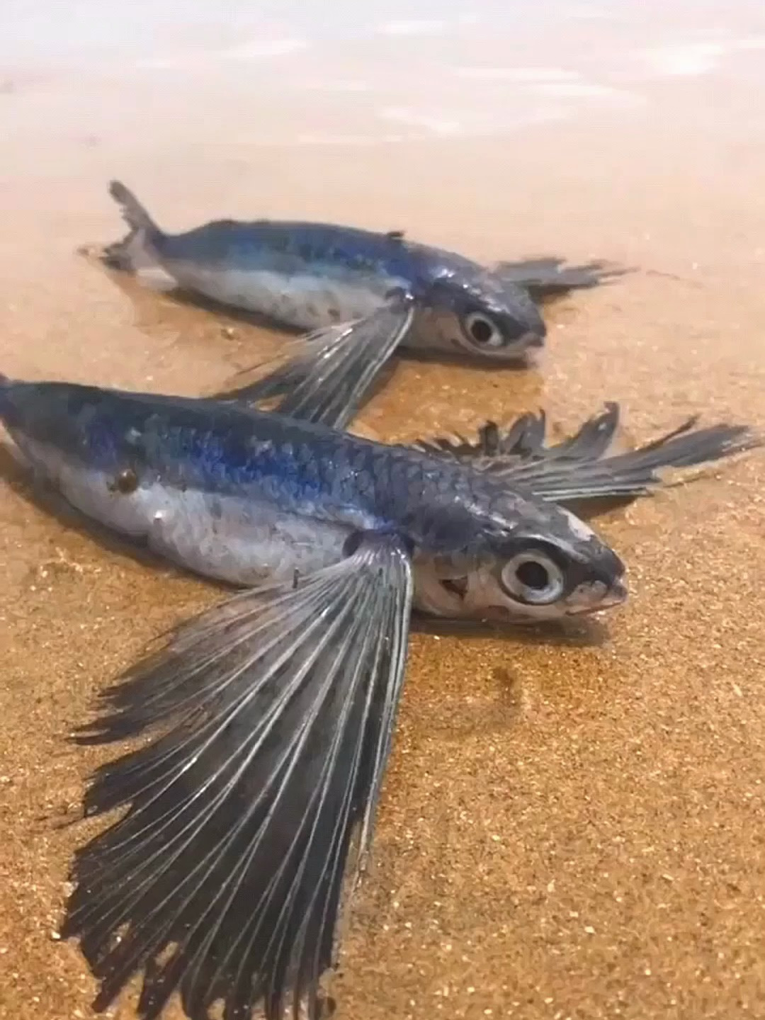 黑色的小飞鱼,你们大家看看,真的太棒了哦!