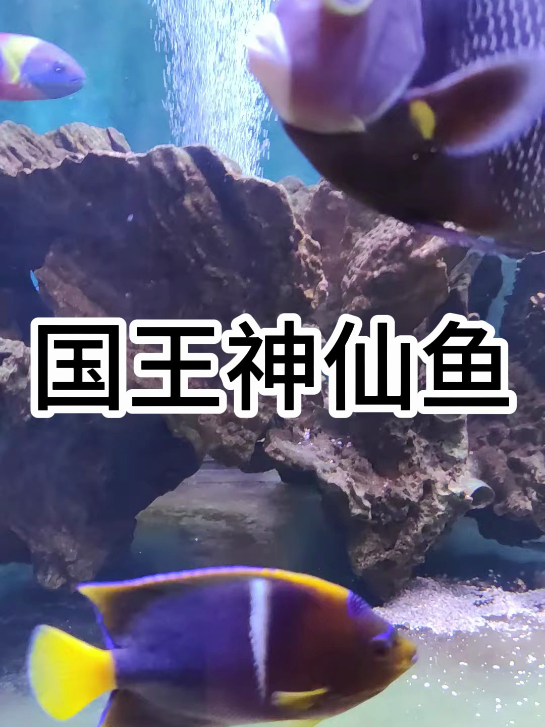 国王神仙鱼好养吗?国王神仙鱼吃什么?