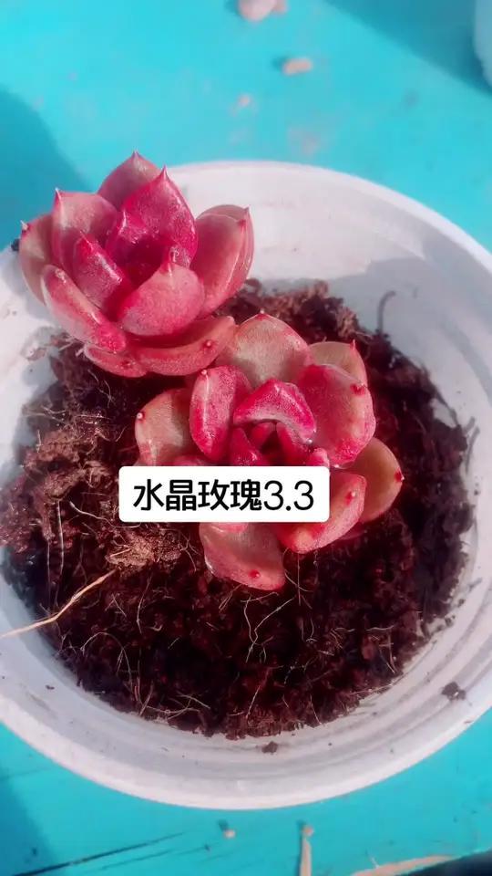 水晶玫瑰,多肉界的温柔精灵