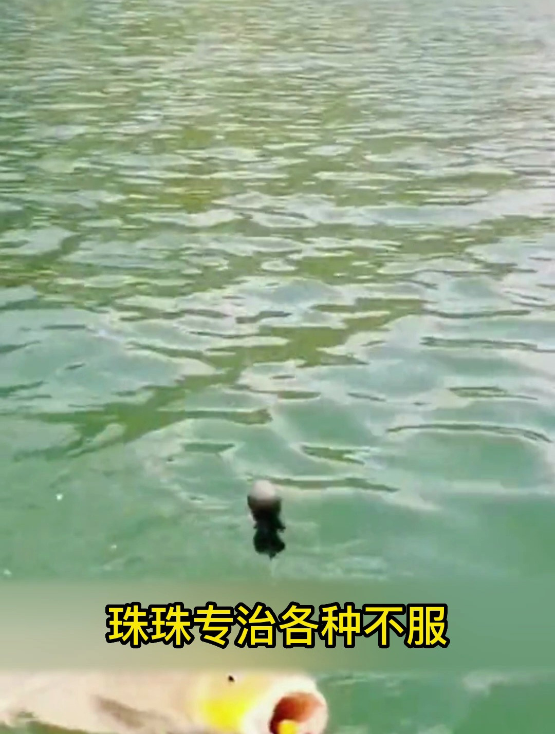 钓鱼一定要用饵料吗?珠珠钓法,专治深水老滑鱼!