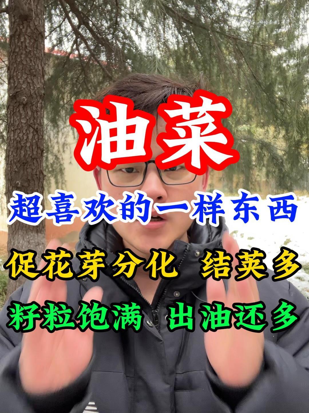 油菜超喜欢的一样东西,促花芽分化,结荚多,籽粒饱满,出油高