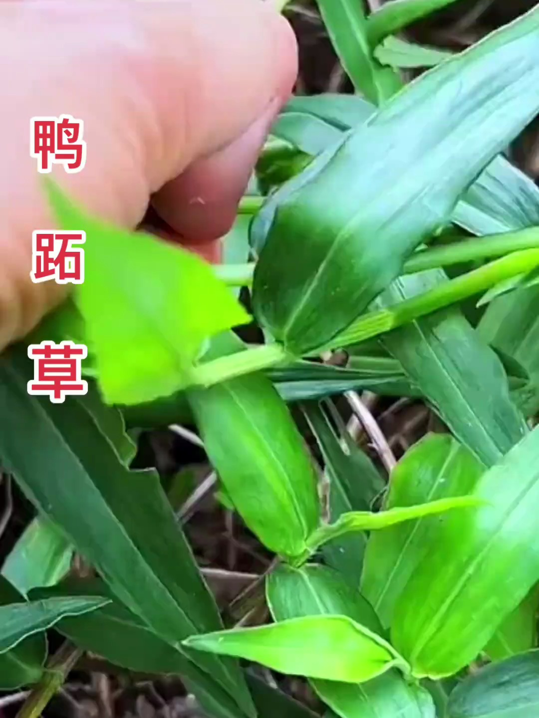 鸭跖草有解毒的功效,能够清除体内的毒素,毒蛇咬伤也可用鸭跖草