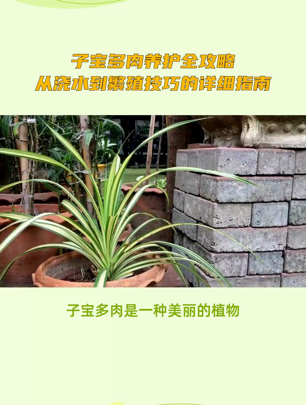 子宝多肉养护全攻略,从选盆到度夏,一网打尽!