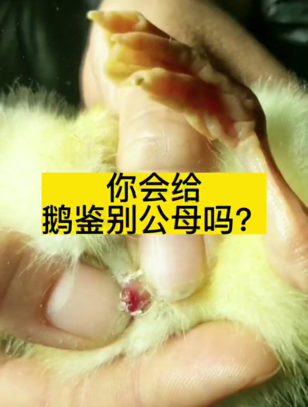 你会给鹅鉴别公母吗?养鹅技术分享