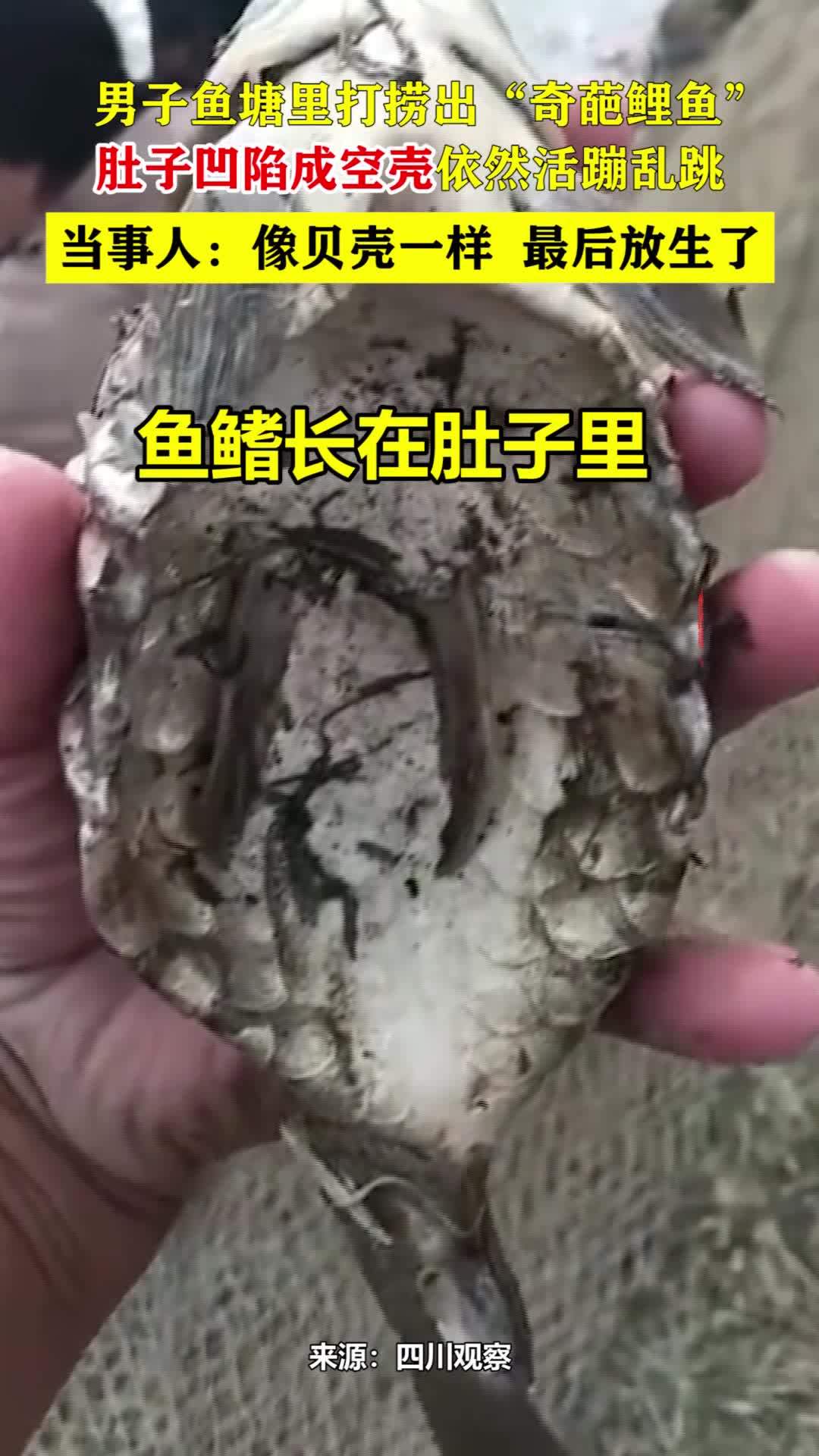 男子鱼塘里打捞出“奇葩鲤鱼”,肚子凹陷成空壳依然活蹦乱跳!