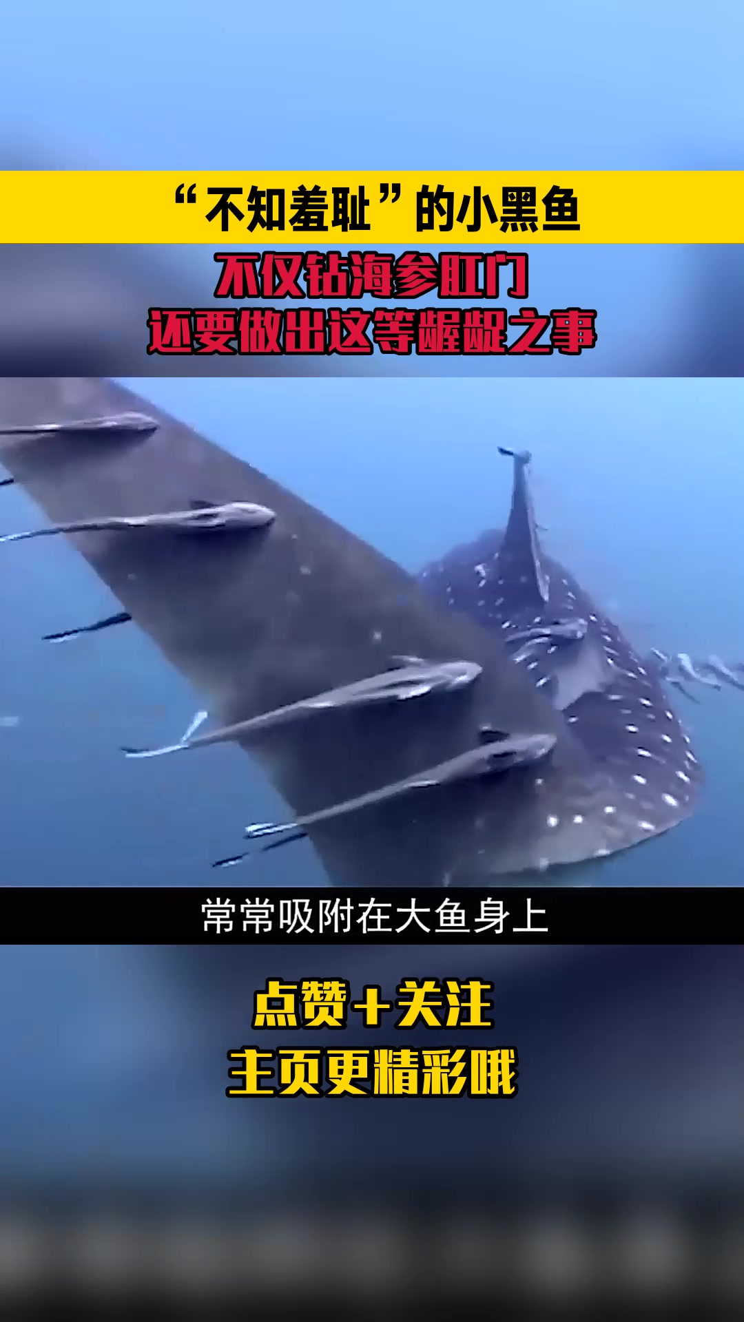 “不知羞耻”的小黑鱼!不仅钻海参肛门!还要做出这等龌龊之事
