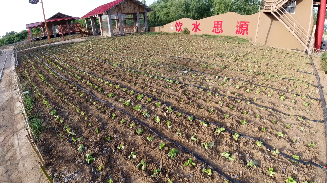 种的生菜生长慢?掌握3个小技巧,生长一天一个样
